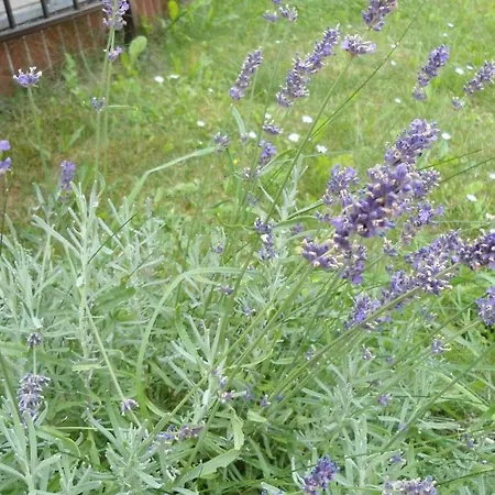 Spirit Of Apartmán *